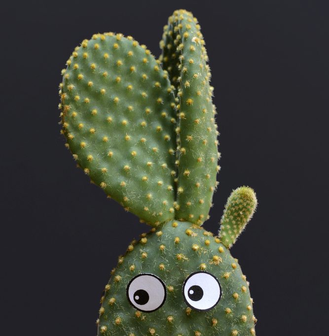 cactus with googly eyes; animation superpower