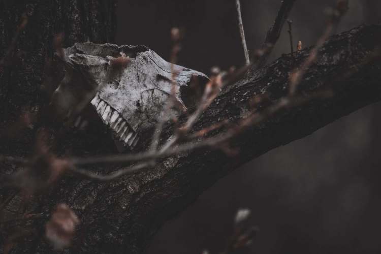 scary scps, scp 2718, a skull lying on a branch